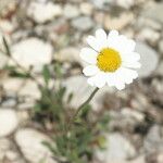 Leucanthemum pallens Fiore