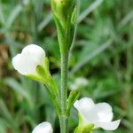 Gomphostigma virgatum Lorea