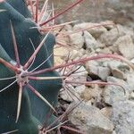 Ferocactus emoryi Fruit