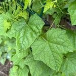 Melothria scabra Leaf