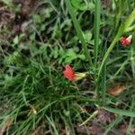 Lathyrus sphaericus Кветка