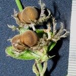 Dalechampia scandens Fruto