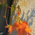 Begonia sutherlandii Floare