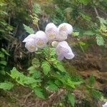 Jovellana punctata Flower