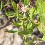 Chiliadenus glutinosus Flower