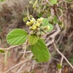 Cordia monoica Hoja