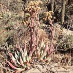 Dudleya virens Hábito