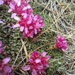 Saxifraga retusa Flor