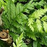 Dryopteris cristata Yaprak