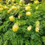 Corydalis nobilis Blüte