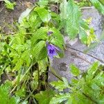 Gentiana asclepiadeaFlower