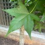 Liquidambar formosana برگ