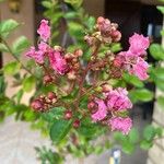 Lagerstroemia speciosa Blüte