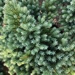 Juniperus squamata Fuelha