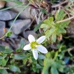 Arenaria ciliataBlüte