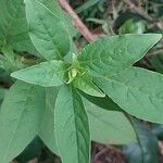 Phytolacca octandra Hoja
