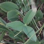 Trifolium montanum List