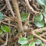Cotoneaster simonsii 树皮