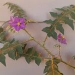 Solanum pyracanthos പുഷ്പം