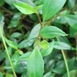 Peperomia glabella Leaf