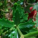 Kalanchoe crenata Folha