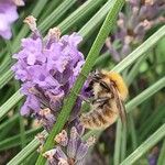 Lavandula angustifolia Flor