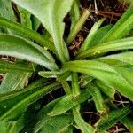 Pulmonaria australis बार्क (छाल)