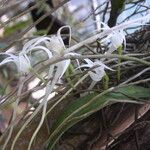 Cyrtorchis chailluana Flower