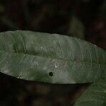 Leplaea thompsonii Leaf