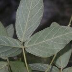 Teramnus uncinatus Leaf
