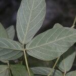 Teramnus uncinatus Hoja
