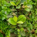 Rhodomyrtus tomentosa Hostoa