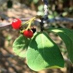 Ehretia amoena Hoja