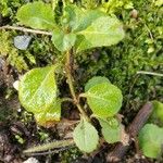 Veronica officinalis Leaf