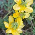Hippocrepis scorpioides Çiçek