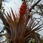 Tillandsia turneri Hábito