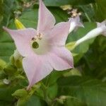 Nicotiana tabacum 花