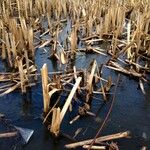 Typha latifolia Natur