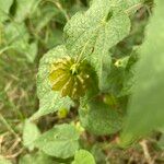 Herissantia crispa Fruit