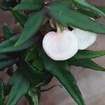 Begonia dregei Flower