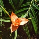 Freycinetia cumingiana Flower