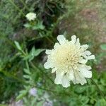 Cephalaria gigantea 花