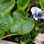 Viola × melissifolia Leaf