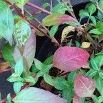 Cuphea ignea Blatt