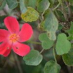 Hibiscus martianus Virág