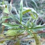 Bidens subalternans Leaf