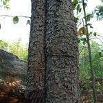 Gluta usitata Bark