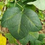 Passiflora lutea Leaf