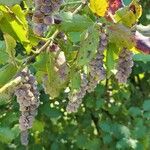 Garrya elliptica Fruit