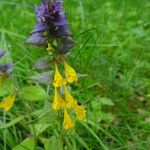 Melampyrum nemorosum 葉